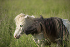 2 Mini Shetlandponies