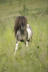 Mini Shetlandpony im Sommer