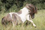 Mini Shetlandpony im Sommer