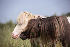 2 Mini Shetlandponies