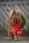 Mini Shetland Pony