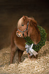 Mini Shetland Pony