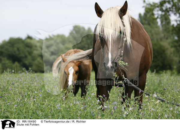 Stute mit Fohlen / mare with foal / RR-16490