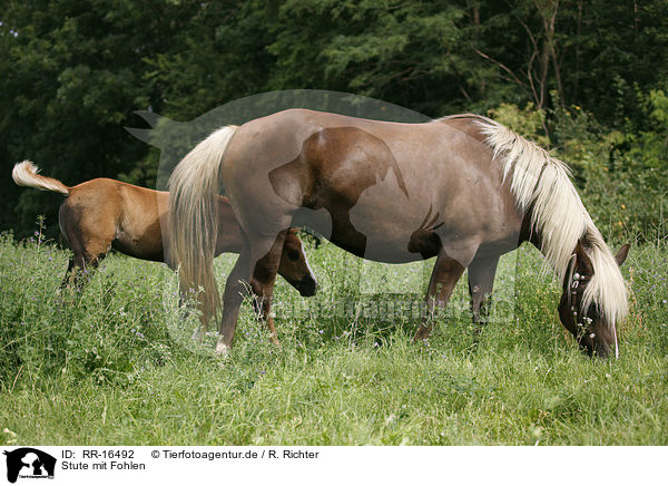 Stute mit Fohlen / mare with foal / RR-16492