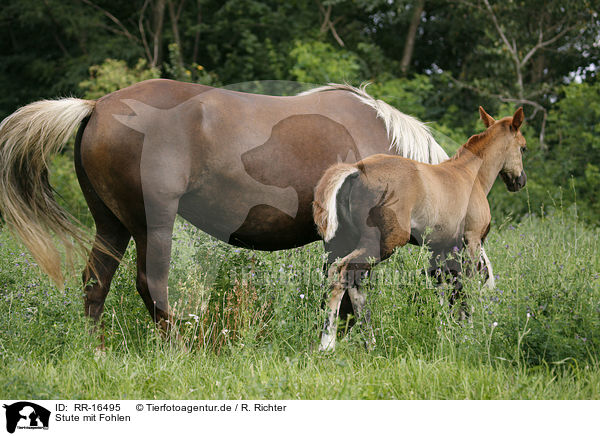 Stute mit Fohlen / mare with foal / RR-16495
