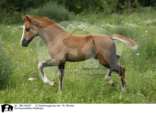 Schwarzwlder-Haflinger / Black-Forest-Horse-Haflinger crossbreed / RR-16497