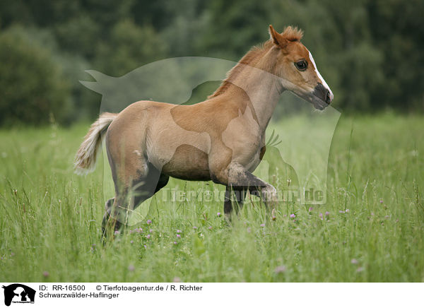 Schwarzwlder-Haflinger / Black-Forest-Horse-Haflinger crossbreed / RR-16500