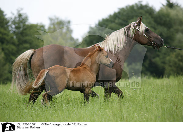 Stute mit Fohlen / mare with foal / RR-16501