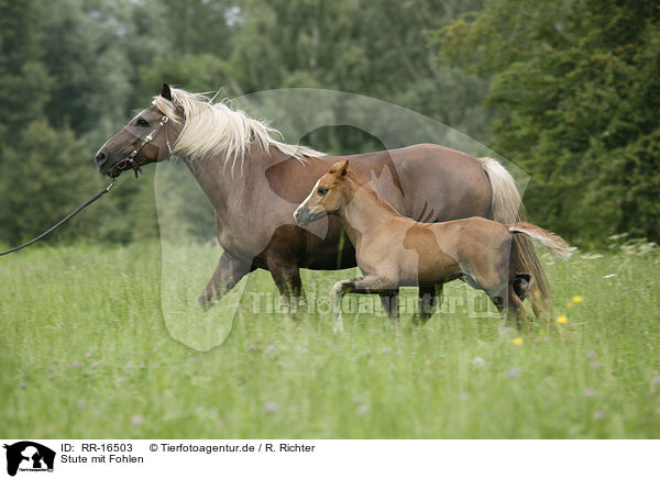 Stute mit Fohlen / mare with foal / RR-16503