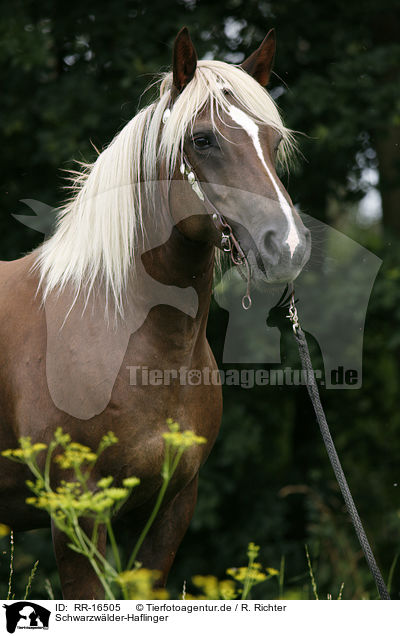 Schwarzwlder-Haflinger / Black-Forest-Horse-Haflinger crossbreed / RR-16505