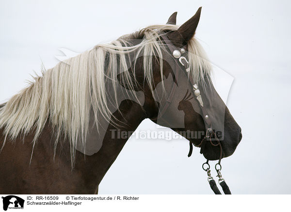Schwarzwlder-Haflinger / Black-Forest-Horse-Haflinger crossbreed / RR-16509