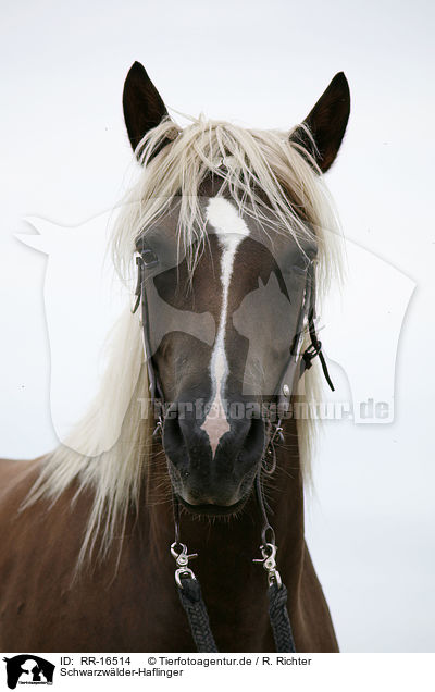 Schwarzwlder-Haflinger / RR-16514