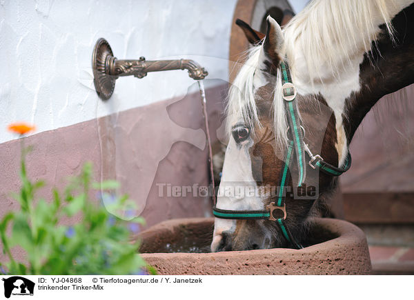trinkender Tinker-Mix / drinking crossbreed / YJ-04868