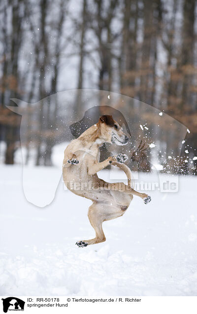 springender Hund / jumping dog / RR-50178