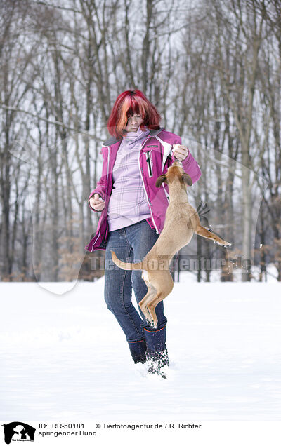 springender Hund / jumping dog / RR-50181