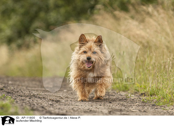 laufender Mischling / walking mongrel / AP-11800