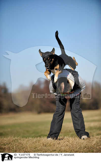 springender Mischling / jumping mongrel / YJ-07175