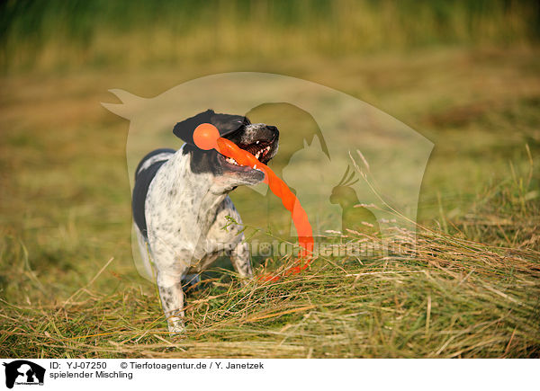spielender Mischling / playing mongrel / YJ-07250