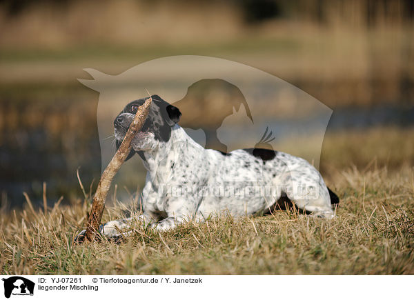 liegender Mischling / lying mongrel / YJ-07261