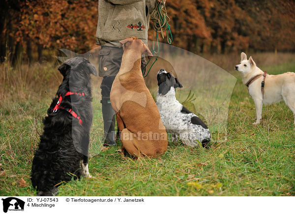 4 Mischlinge / YJ-07543