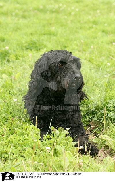 liegender Mischling / lying Mongrel / IP-03221