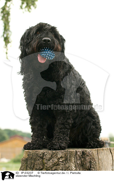 sitzender Mischling / sitting Mongrel / IP-03237