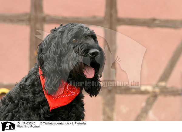 Mischling Portrait / Mongrel Portrait / IP-03240