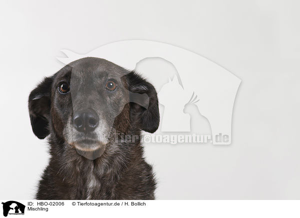 Mischling / mongrel / HBO-02006