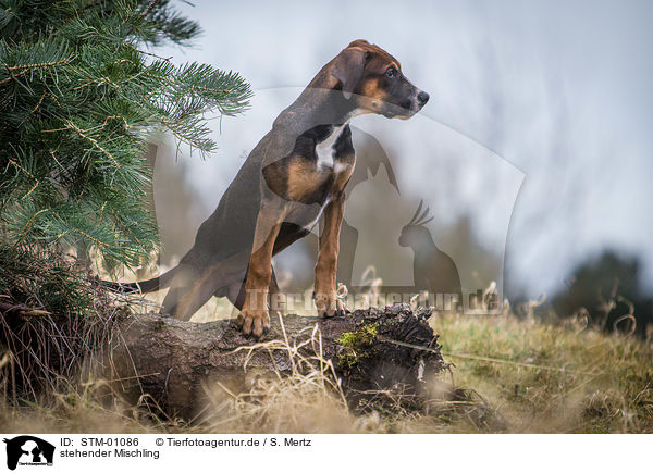 stehender Mischling / standing mix / STM-01086