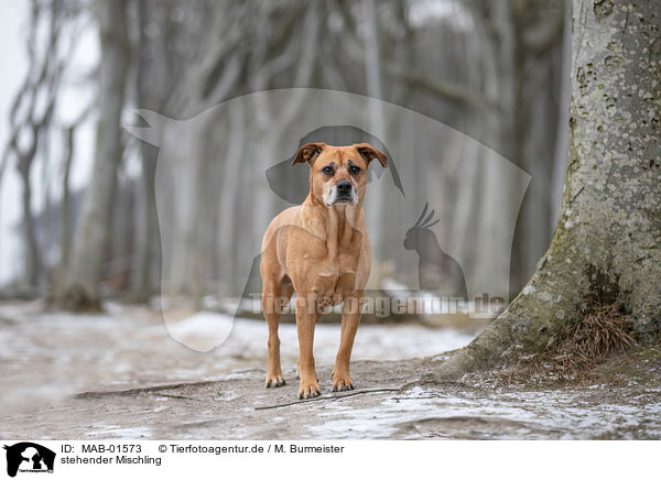 stehender Mischling / MAB-01573