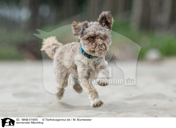 rennender Mischling / running Mongrel / MAB-01685
