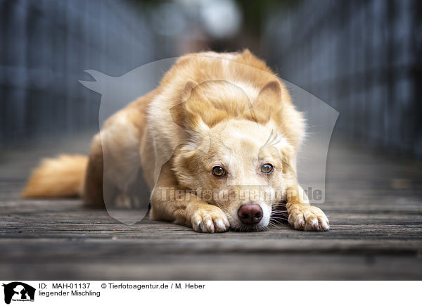 liegender Mischling / lying Mongrel / MAH-01137