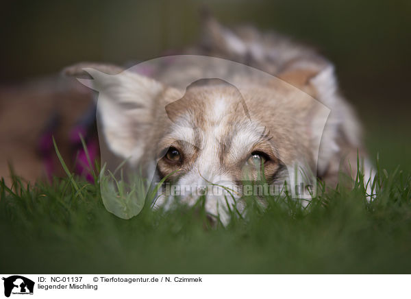 liegender Mischling / lying Mongrel / NC-01137