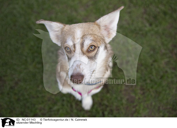 sitzender Mischling / sitting Mongrel / NC-01143