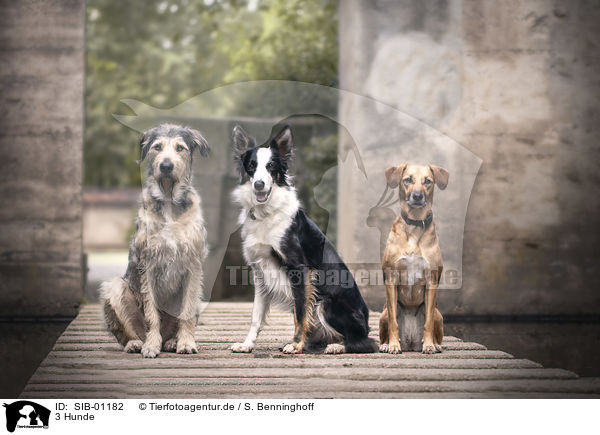 3 Hunde / 3 Dogs / SIB-01182