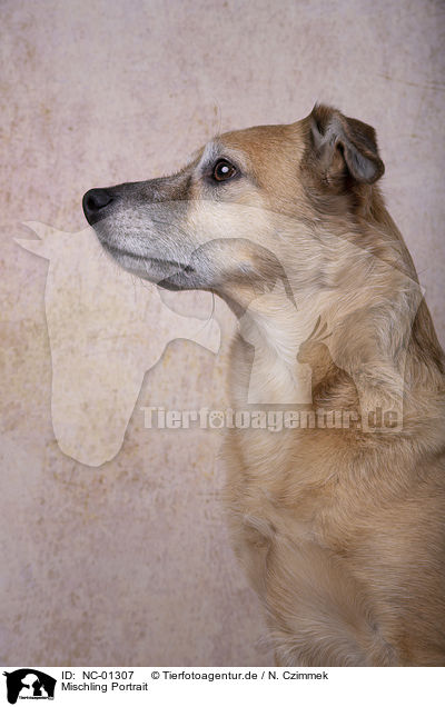 Mischling Portrait / Mongrel portrait / NC-01307