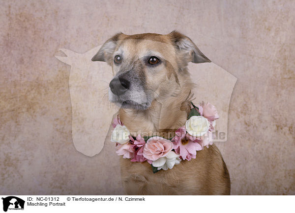 Mischling Portrait / Mongrel portrait / NC-01312
