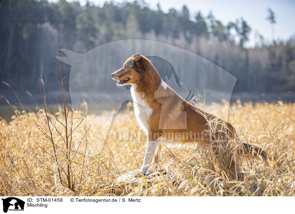 Mischling / Mongrel / STM-01458