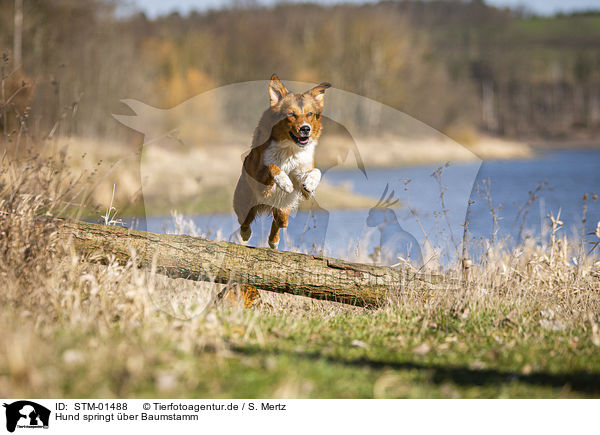 Hund springt ber Baumstamm / dog jumps over tree trunk / STM-01488