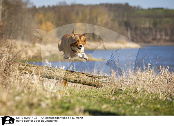 Hund springt ber Baumstamm / dog jumps over tree trunk / STM-01492