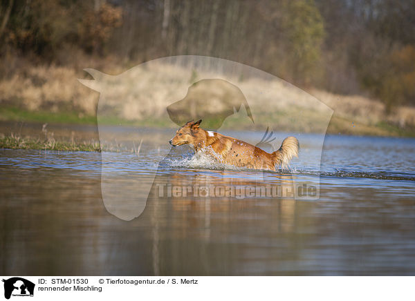 rennender Mischling / running Mongrel / STM-01530