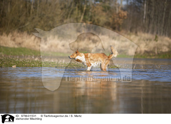 stehender Mischling / standing Mongrel / STM-01531