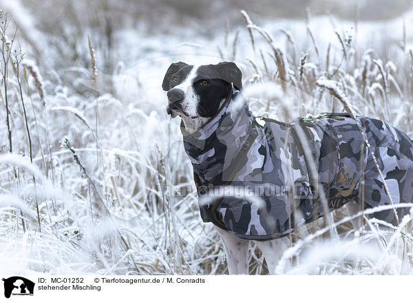 stehender Mischling / standing Mongrel / MC-01252