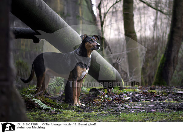 stehender Mischling / standing Mongrel / SIB-01388