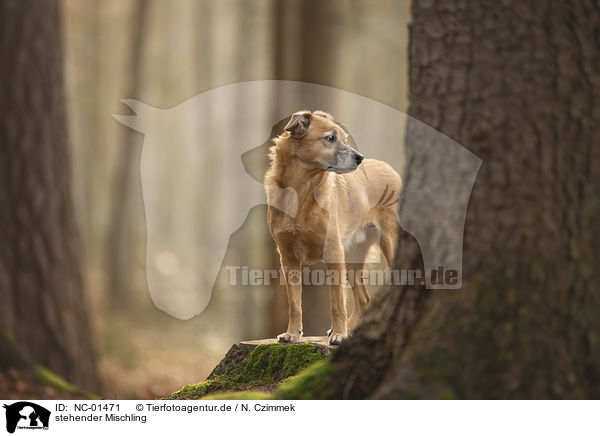 stehender Mischling / standing Mongrel / NC-01471