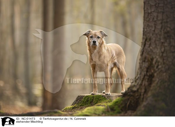 stehender Mischling / standing Mongrel / NC-01473