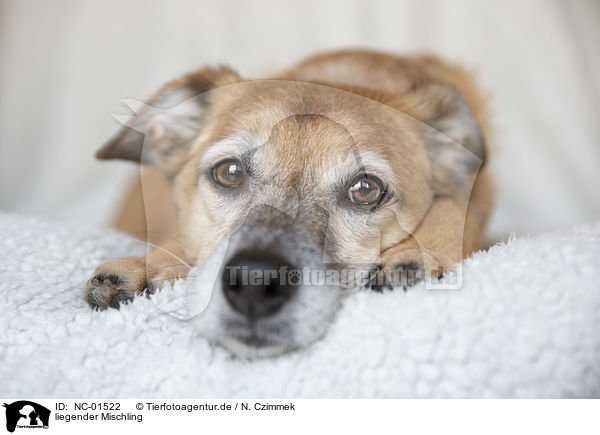 liegender Mischling / lying Mongrel / NC-01522