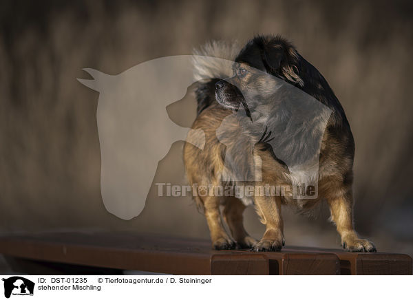 stehender Mischling / standing Mongrel / DST-01235
