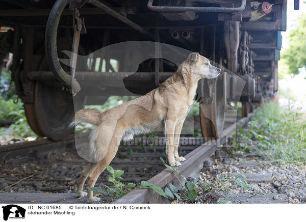 stehender Mischling / standing Mongrel / NC-01685