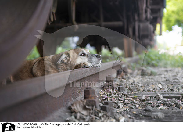 liegender Mischling / lying Mongrel / NC-01686